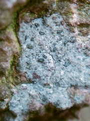 Alyxoria varia