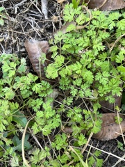 Chaerophyllum tainturieri