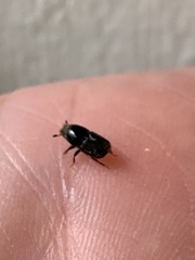 Scolytus