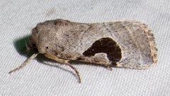 Hypotrix lunata