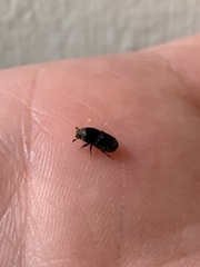 Scolytus