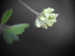 Medicago coronata