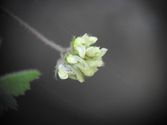 Medicago coronata