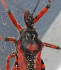 Rhynocoris