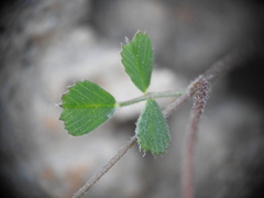 Medicago coronata
