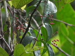 Miconia sarmentosa