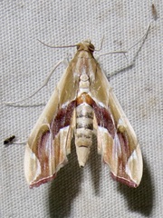 Agathodes monstralis