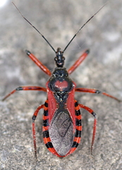 Rhynocoris