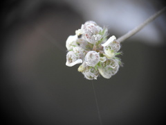 Medicago coronata