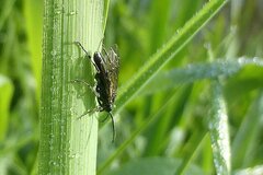 Macrophya alboannulata