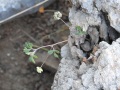Medicago coronata