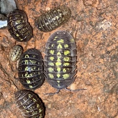 Armadillidium granulatum