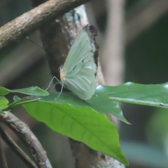 Leptophobia aripa