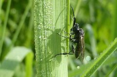Macrophya alboannulata