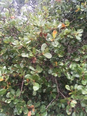Ceanothus megacarpus