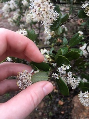 Ceanothus megacarpus