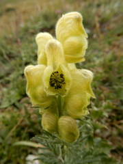 Aconitum anthora