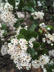 Ceanothus megacarpus