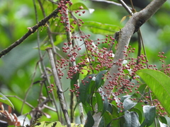 Miconia sarmentosa