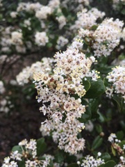 Ceanothus megacarpus