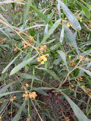 Acacia retinodes