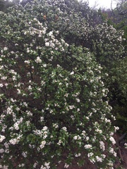 Ceanothus megacarpus