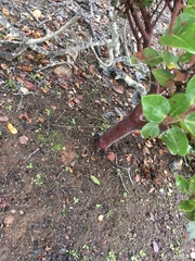Arctostaphylos viridissima