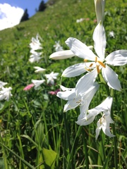 Paradisea liliastrum