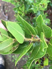 Arctostaphylos viridissima