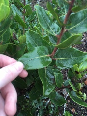 Arctostaphylos viridissima
