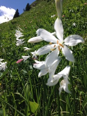 Paradisea liliastrum