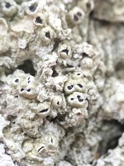 Thelotrema