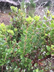 Arctostaphylos viridissima