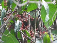 Miconia sarmentosa
