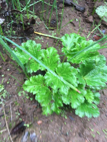Image of Jepsonia malvifolia by (c) harrier, some rights reserved (CC BY)