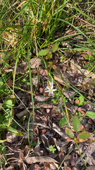 Nothoscordum bivalve