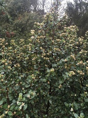 Ceanothus megacarpus