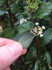Ceanothus megacarpus
