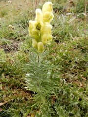 Aconitum anthora