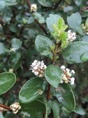 Ceanothus megacarpus