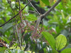 Miconia sarmentosa