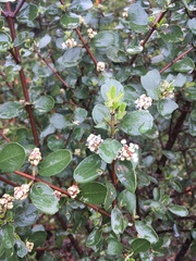 Ceanothus megacarpus