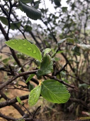 Cercocarpus betuloides blancheae