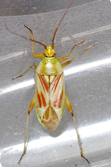 Calocoris roseomaculatus