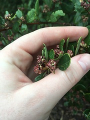 Ceanothus megacarpus