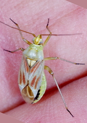 Calocoris roseomaculatus