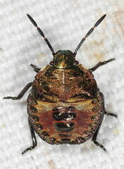 Carpocoris melanocerus