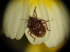 Codophila varia