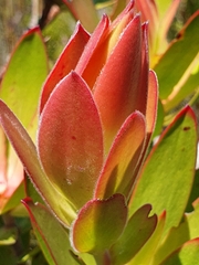 Leucadendron gandogeri