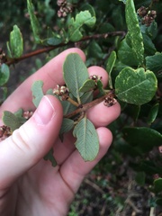 Ceanothus megacarpus